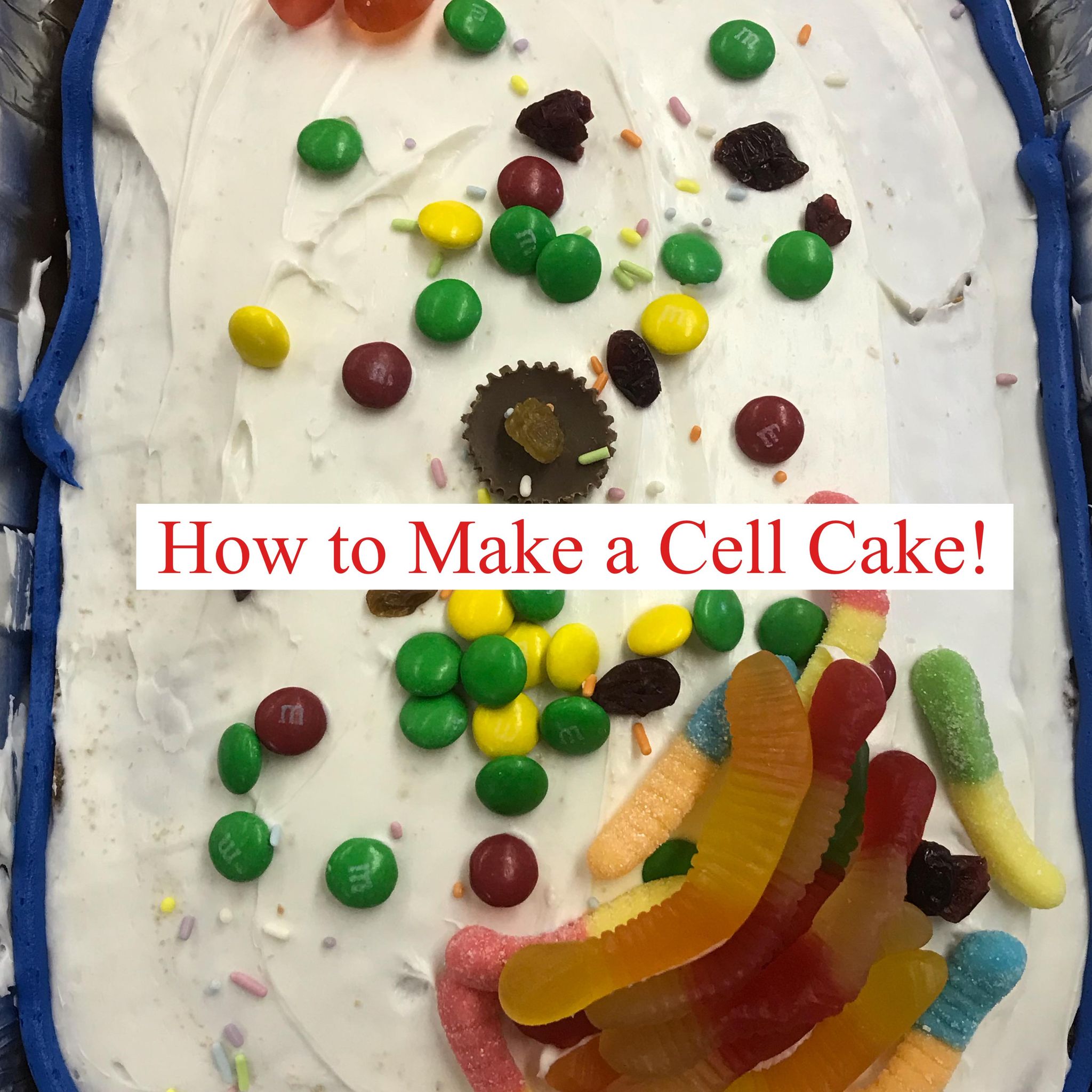 animal cell model project cake